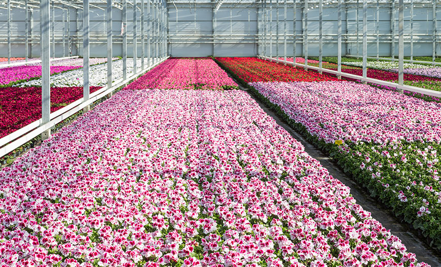 Ornamental Plant Production Greenhouses