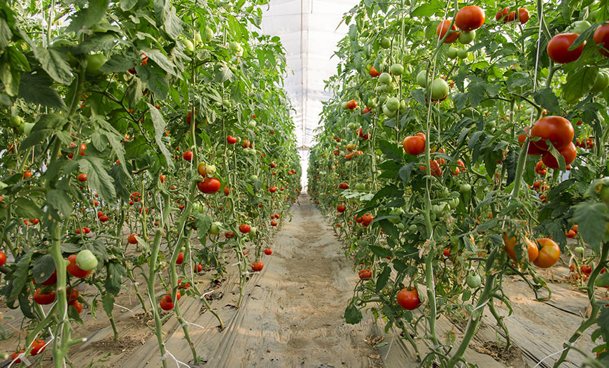 Soil-Based Agricultural Products